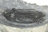 Mrakibina Trilobite - Mrakib, Morocco #363108-1